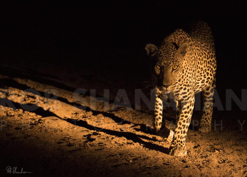 Rob Shanahan Leopard In Kruger "Beast Of The Night" Limited Edition Metal Prin